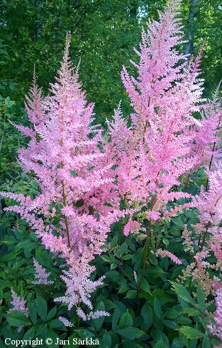 Astilbe Arendsii-Ryhm 'Erika', tarhajaloangervo.